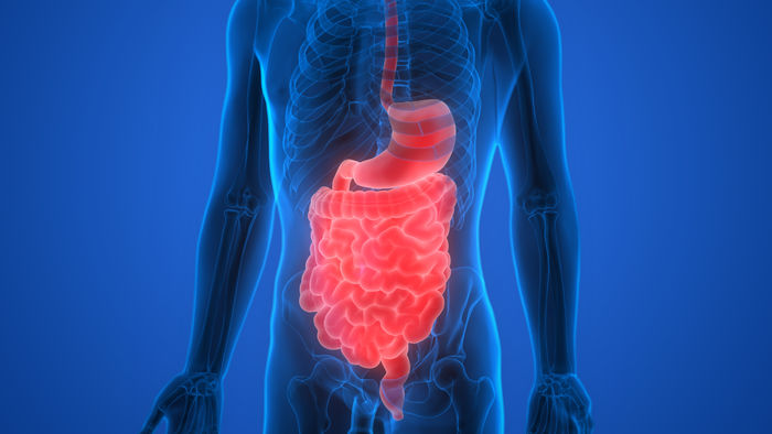 Darmbakterien können autoimmune Krankheiten auslösen